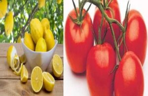 Tomato न सिर्फ खाने के स्वाद को बढ़ाता, बल्कि सेहत को भी पहुंचाता है ये कई लाभ...