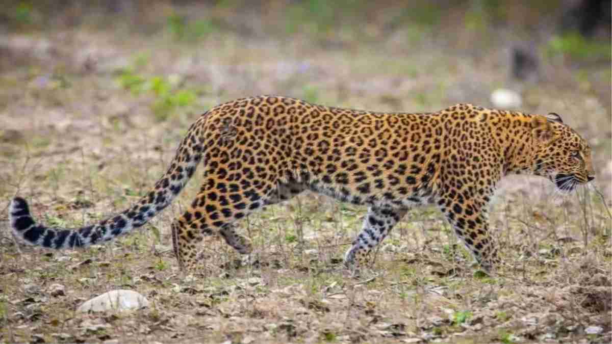 "Farmers in Bijnor faced a terrifying leopard attack in the fields