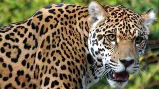 Bijnor Leopard Death on Sherkot Highway Accident