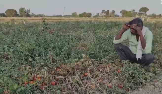 "Farmers driving a tractor on their tomato crop in Etawah