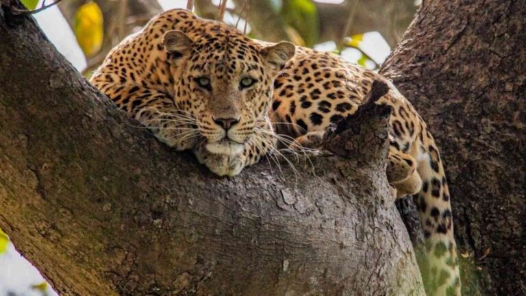 bijnor Injured Leopard Found in