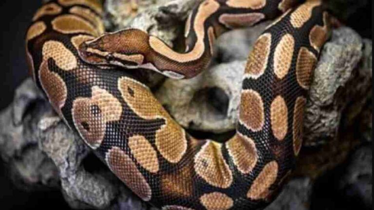 Ajgar Saanp spotted in Bijnor Kisan's farm causing panic in the village