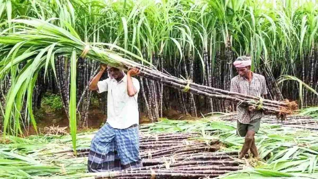 Baghpat Cane Payment Crisis”