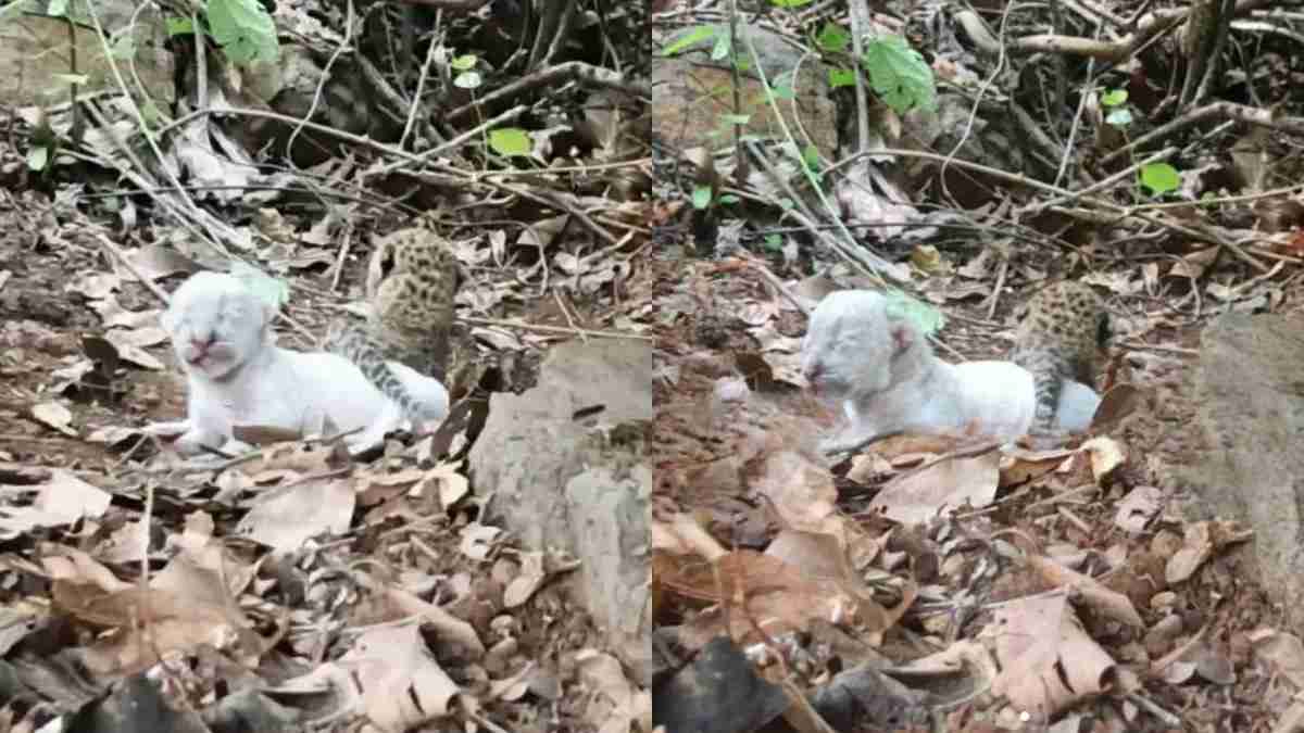 Baghpat ke Himmatpur Sujati Jungle Mein Tendua Ki Maujoodgi