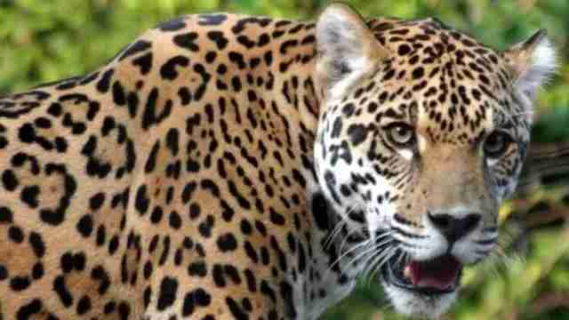 Bijnor Leopard Incident Causes Panic