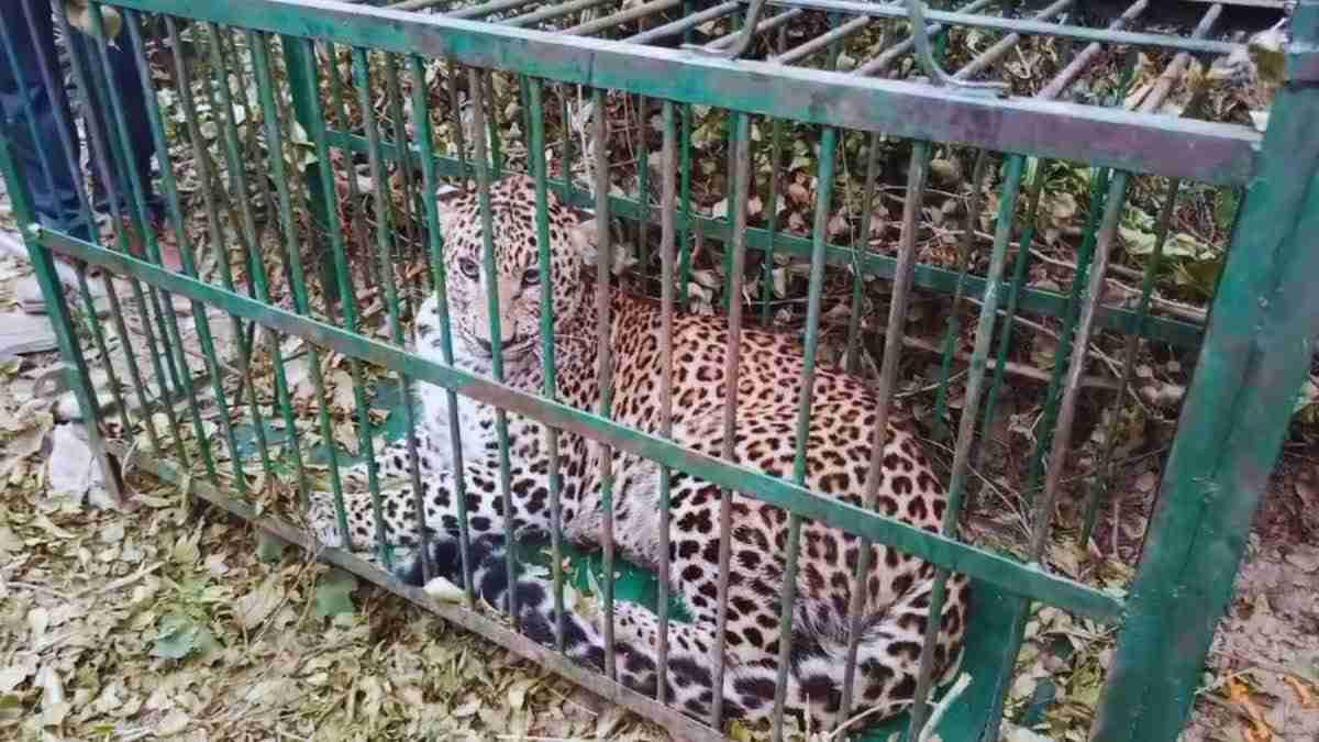 Bijnor Mein Leopard Ki Sighting