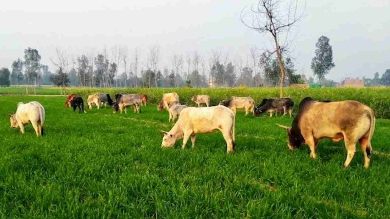 Ground Reality of Farmers and Stray Cattle in Shaml