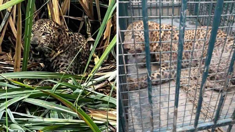 Guldar Rescue Inampura Village Bijnor Forest Department Caged