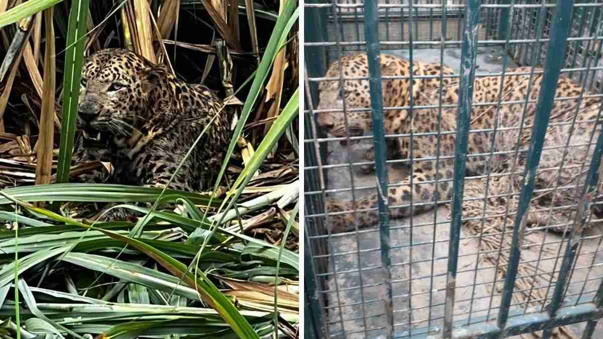 Guldar Rescue Inampura Village Bijnor Forest Department Caged