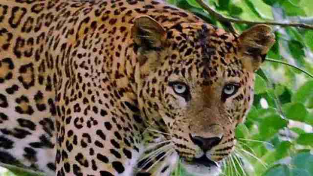 Leopard Attack in Bijnor - Farmer Death