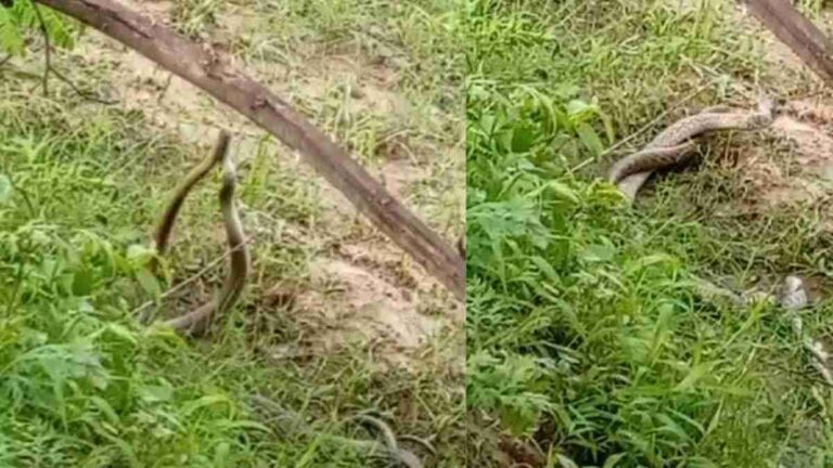 Saharanpur Cemetery – Rare Natural Event