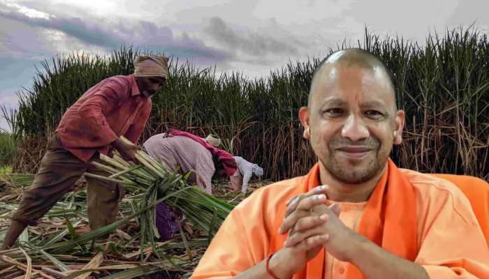 Sugar mills now directly transfer cane payment to farmers' bank accounts