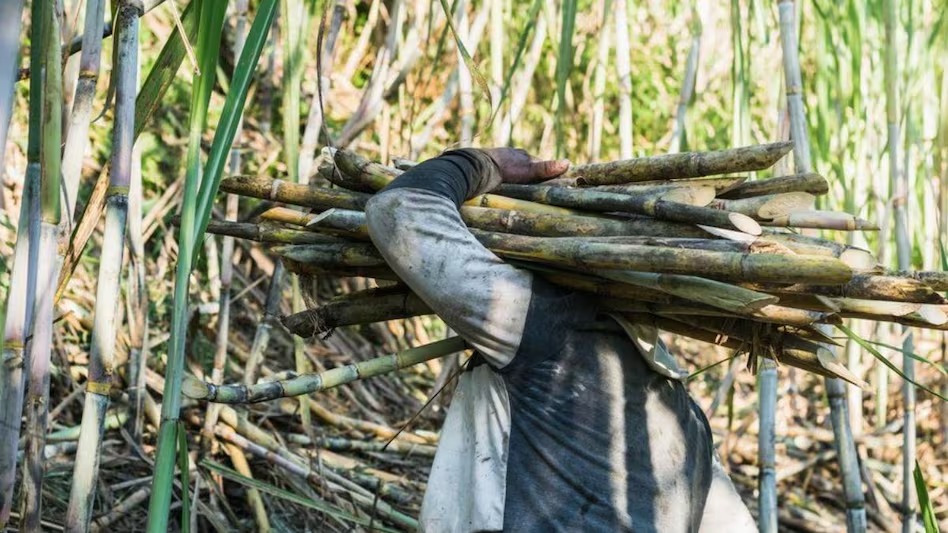 Sugar Mills से अब होगा सीधा गन्ना भुगतान, किसानों के लिए एक और बड़ी राहत! Sugar mills now directly transfer cane payment to farmers