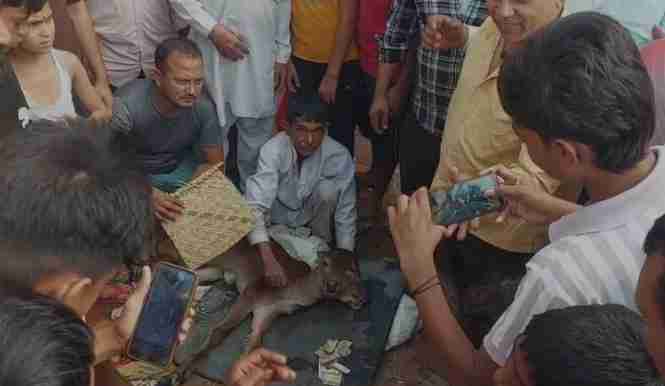 Baghpat में जन्मा चमत्कारी बछड़ा,दो मुंह-तीन आंखें देखकर गांववाले हैरान! A two-mouthed and three-eyed calf born in Tikri village, Baghpat