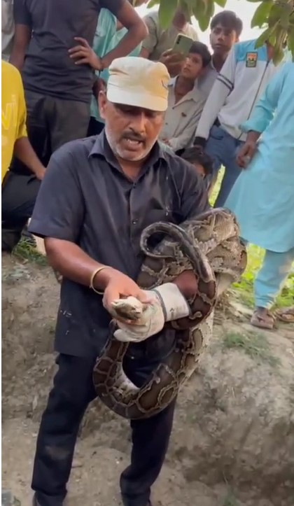 Muzaffarnagar में 20 फीट अजगर ने मचाई दहशत, सांप पकड़ने वाले की जान पर बनी Muzaffarnagar Me Mila 20 Feet Ajgar