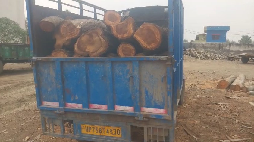Shamli : अवैध लकड़ी का कारोबार और वन विभाग की बेबसी, दारोगा का कबूलनामा बना सवाल Shamli Me Chote Hathi Me Bhar Kar Lakdi Le Jaate Huye Mafia