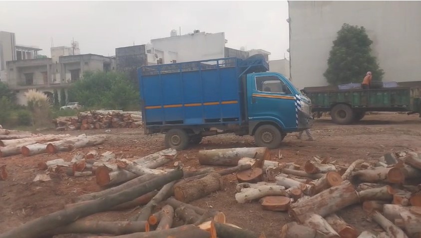 Shamli ME Sareaam chal Raha Avaidh Lakdi Ka Kaarobar