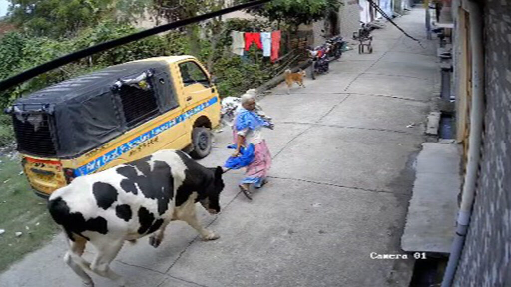 Bijnor में आवारा सांड का कहर, वृद्ध महिला गंभीर रूप से घायल bijnor mahila ko sand ne patka