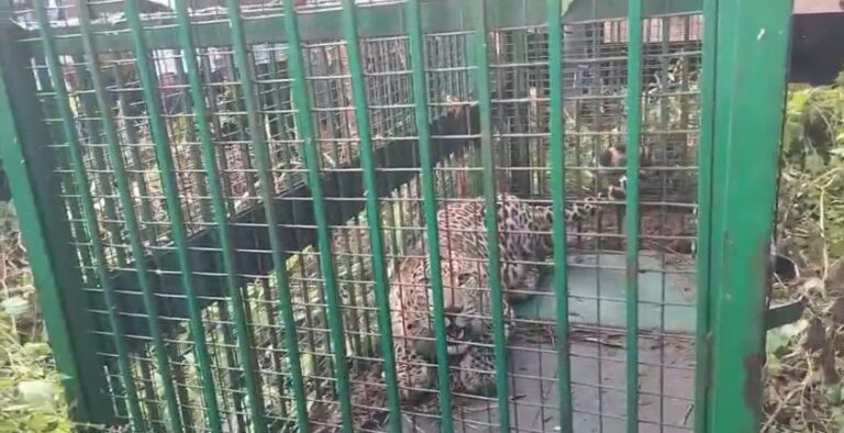 Bijnor Van Vibhag Ne Kuye Me Fase Guldar Ko Nikala