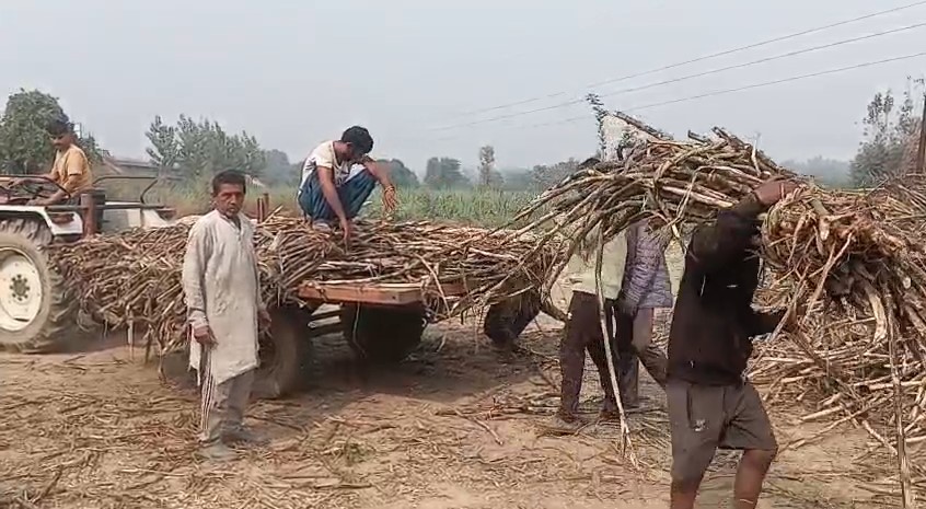 Ganne Ka Bhav Badhne Se Kisaano Khush Vipaksh Ne Kaha Apryapt (Shamli)