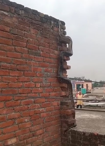 Kisaan Ki Chhat Par Ajgar (Bijnor)