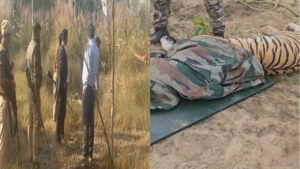 Amangarh Tiger Reserve Me Maada Bagh Ka Safal Rescue (Bijnor)