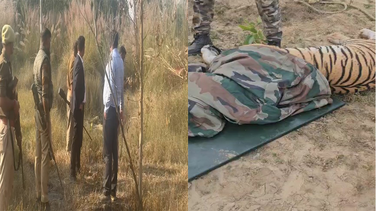 Amangarh Tiger Reserve Me Maada Bagh Ka Safal Rescue (Bijnor)