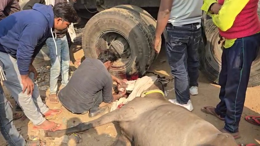 Saand Ki Ladayi Me Ghayal Hua Ghoda (Bulandshahr)