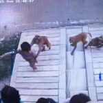 Muzaffarnagar Me Bandaro Ka Aatank CCTV Me Kaid