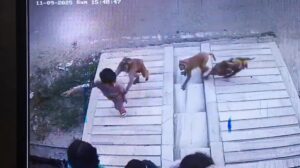 Muzaffarnagar Me Bandaro Ka Aatank CCTV Me Kaid