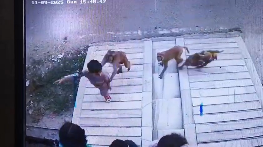 Muzaffarnagar Me Bandaro Ka Aatank CCTV Me Kaid