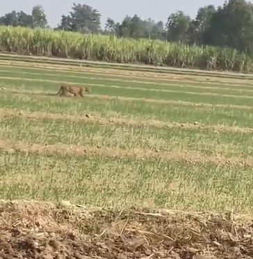 Video Viral Hone Ke Baad Kisaano Me Dehshat