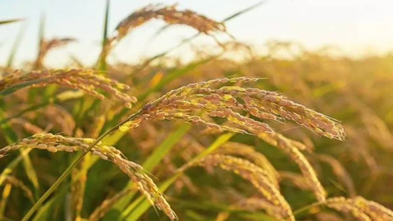 Various procurement centres were set up by the district administration (Shamli)