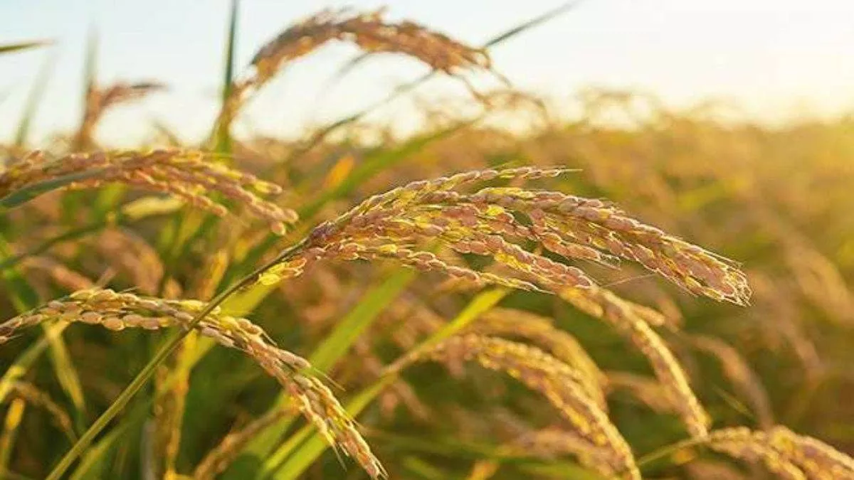 Various procurement centres were set up by the district administration (Shamli)