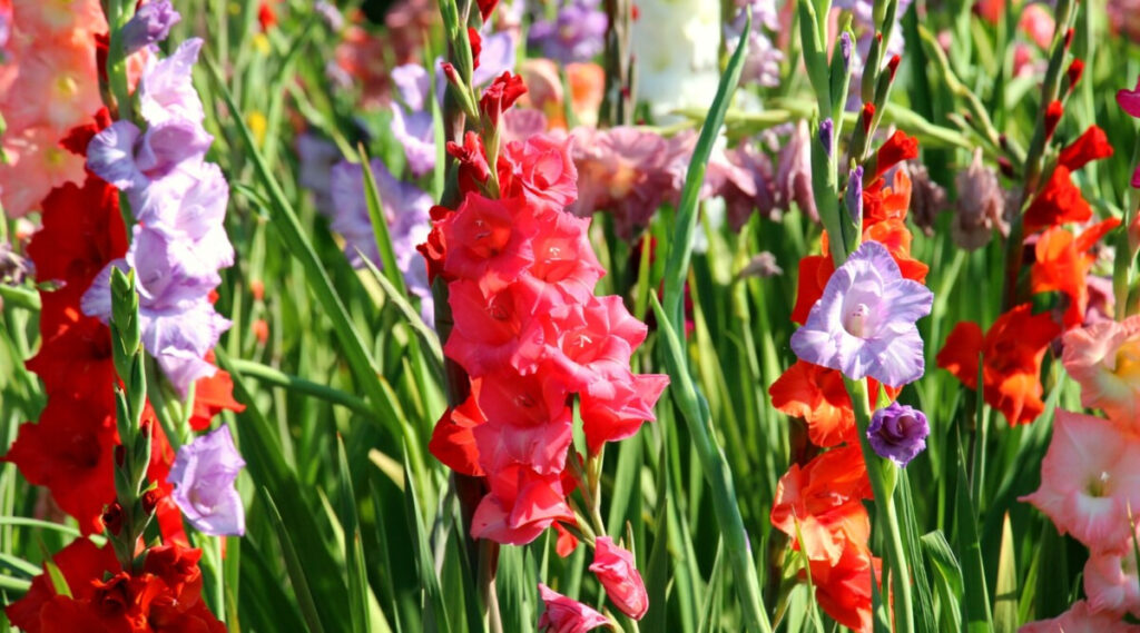 Agra में फूलों से किस्मत चमकी: ग्लेडियोलस का एक पार्सल 40 हजार में बिक रहा, किसानों की आमदनी तीन गुना बढ़ी Colorful Gladiolus Flowers