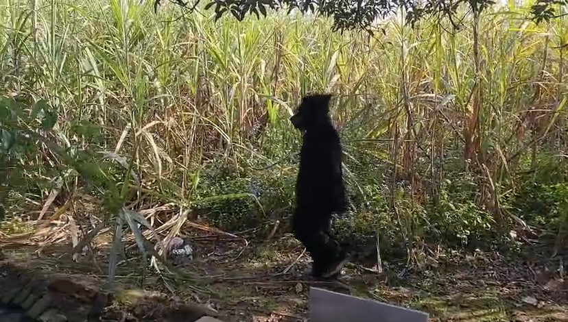 Bhalu Ki Dress Pehen Pehra Deta Hua Kisaan (Bijnor)