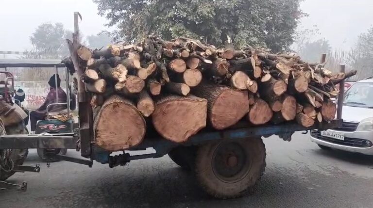 Shamli Me Van-Vibhag Ki Sheh Se Chal Raha Avaidh Lakdi Kataan