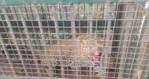 Van Vibhag Ki Kaid Me Guldaar (Bijnor)