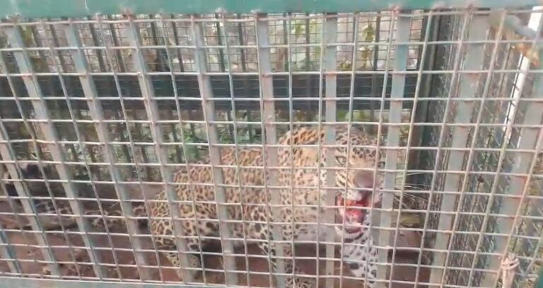 Van Vibhag Ki Kaid Me Guldaar (Bijnor)