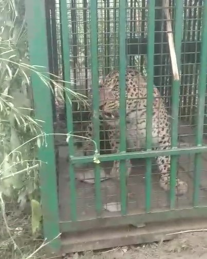 Pinjre Me Kaid Guldaar (Bijnor)