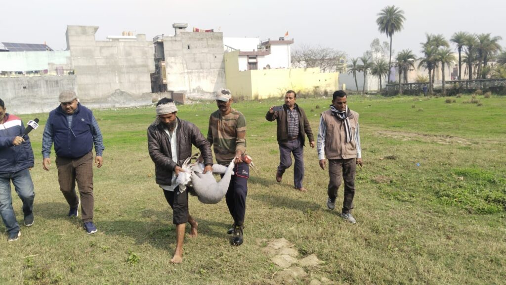 Ghayal Saaras Ko Le Jaati Bijnor Van Vibhag Ki Team